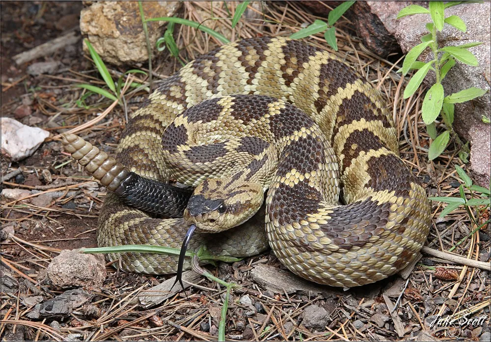 عکس Eastern black-tailed rattlesnake