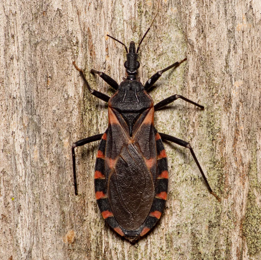 Fotka: Eastern bloodsucking conenose