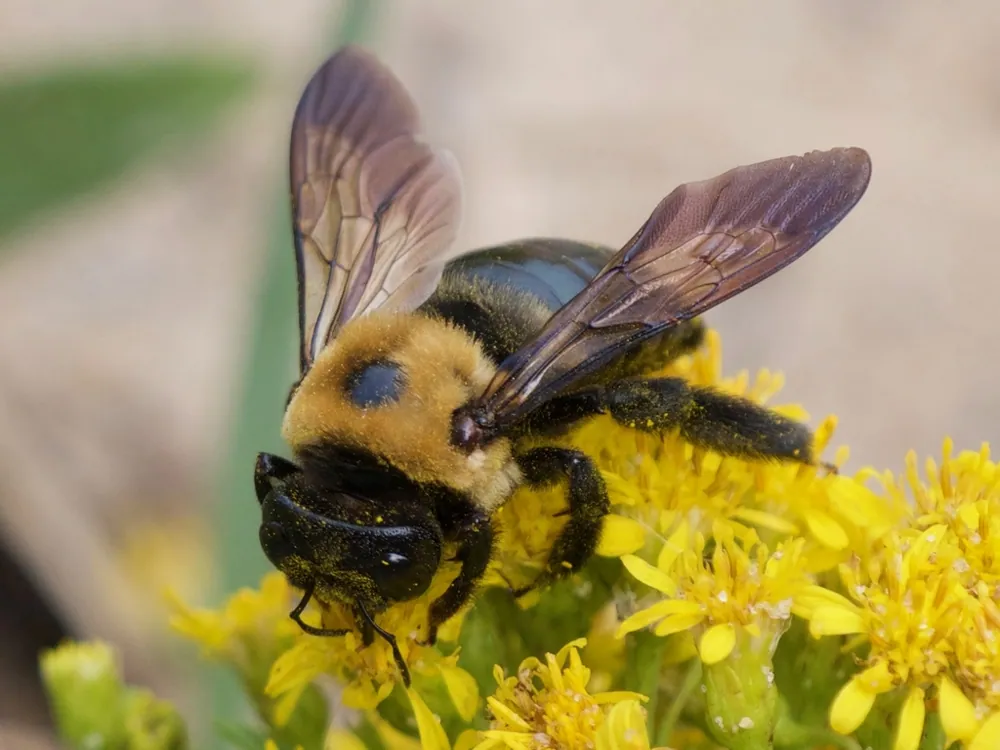 Eastern carpenter bee-இன் புகைப்படம்