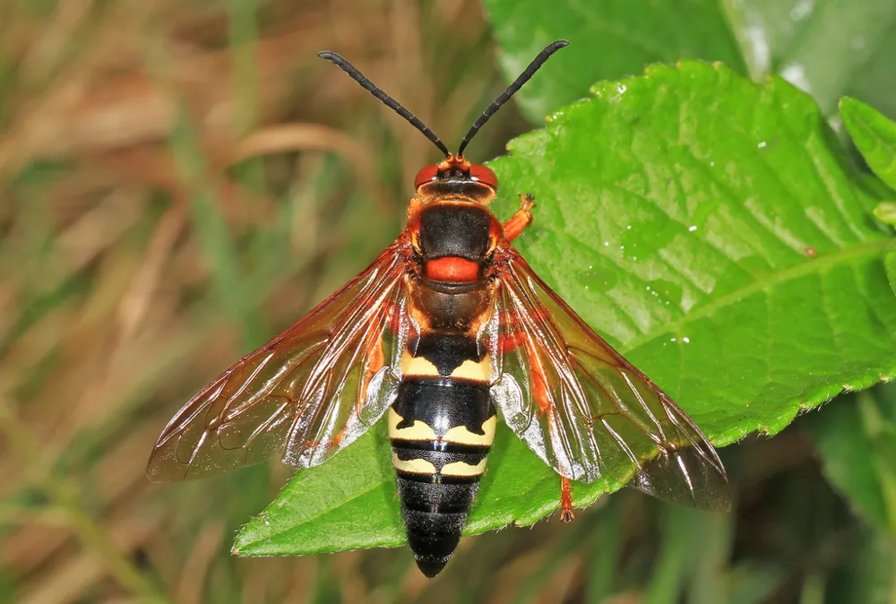 د Eastern cicada killer عکس