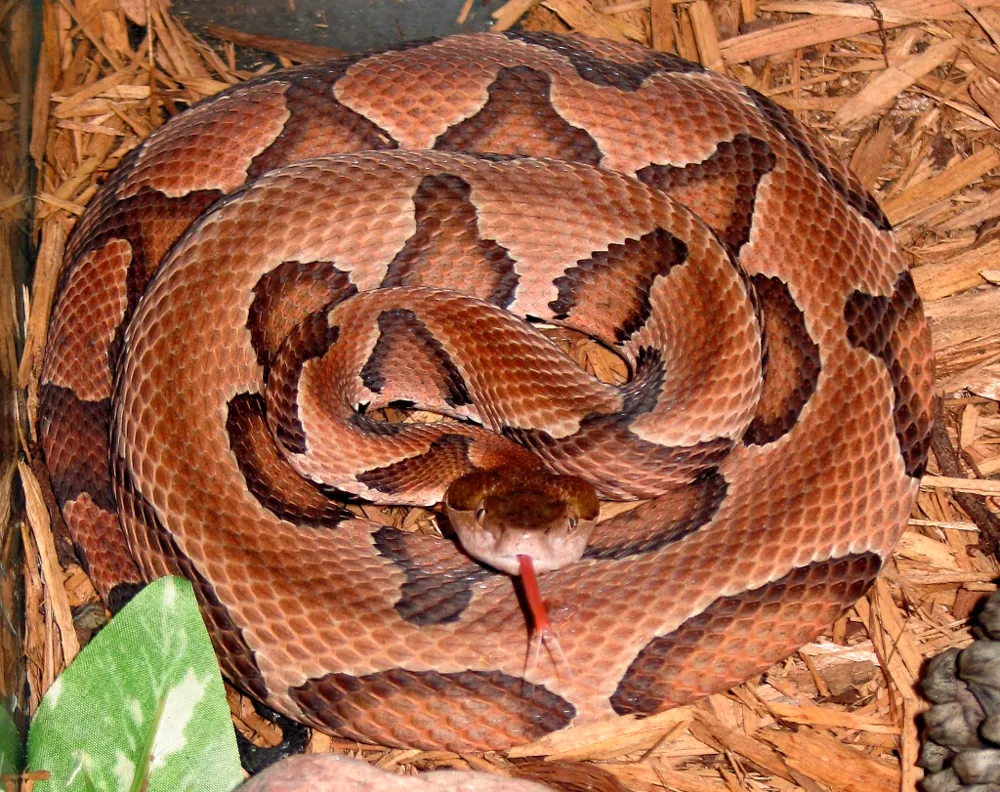 Ảnh Eastern copperhead