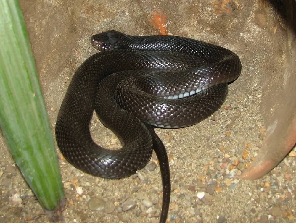 عکس Eastern desert black snake