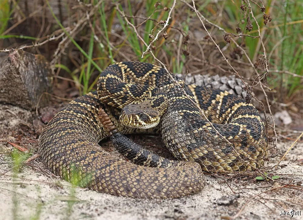 عکس Eastern diamondback rattlesnake