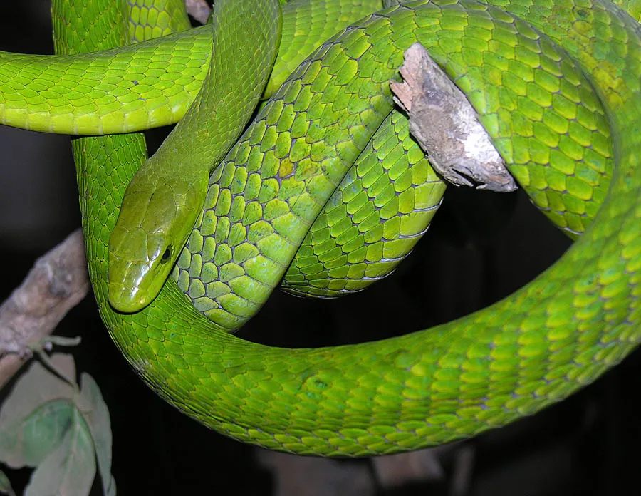 د Eastern green mamba عکس
