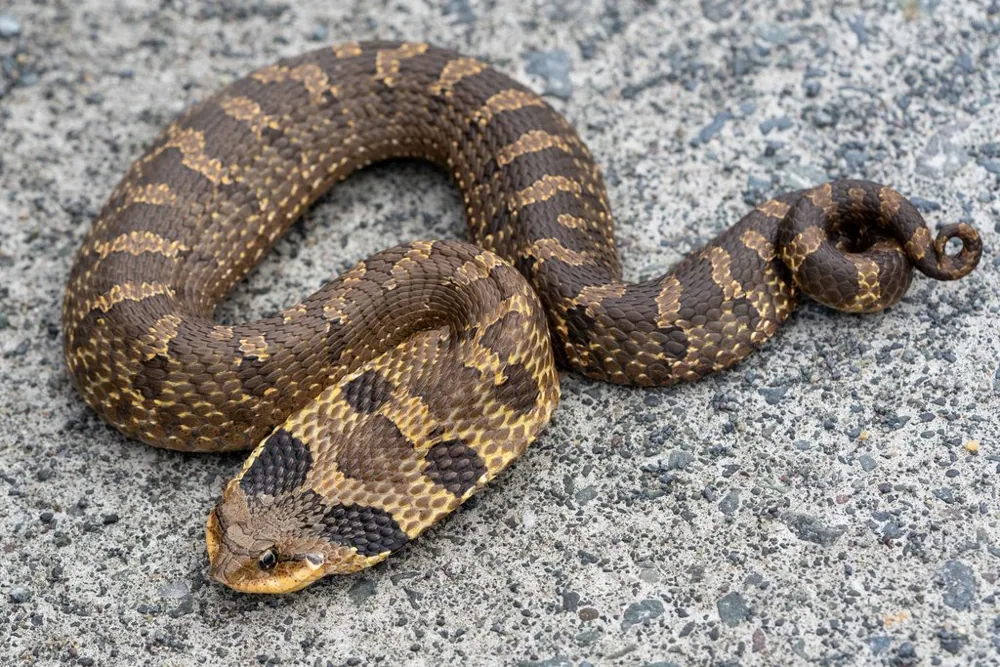 د Eastern hognose snake عکس