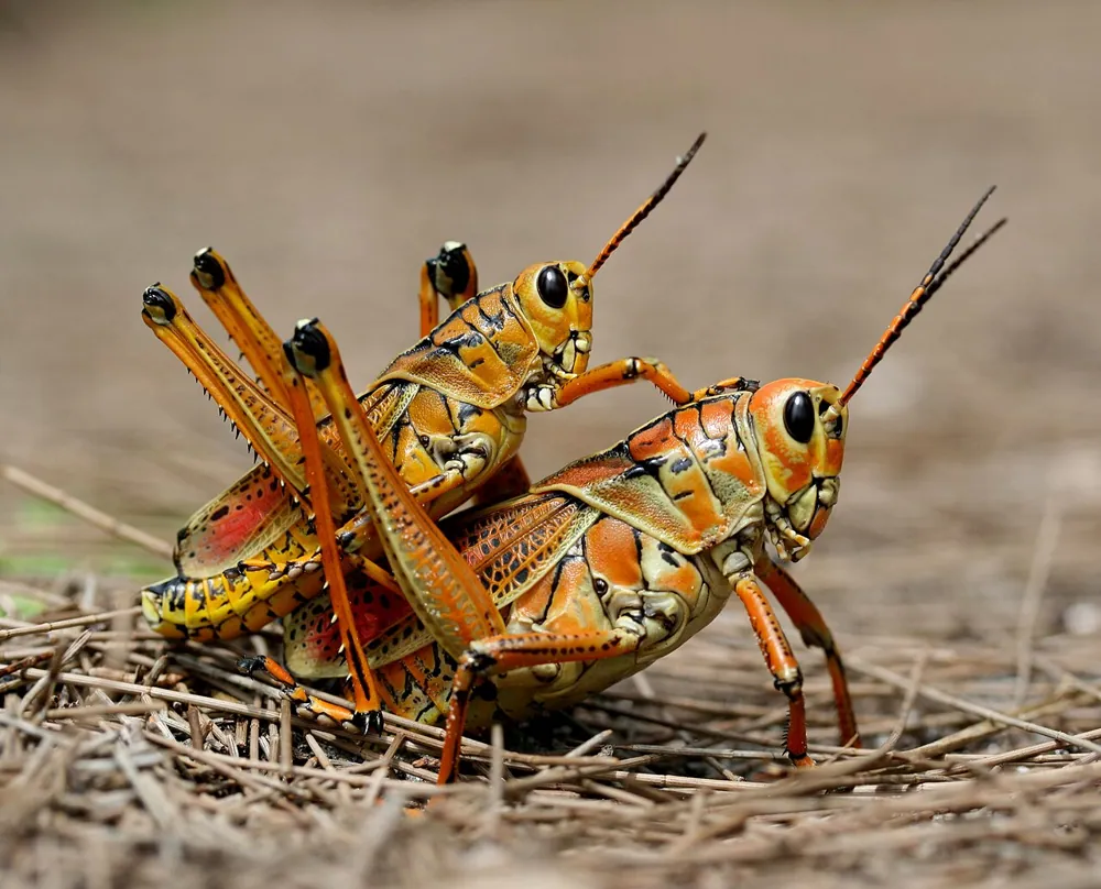 عکس Eastern lubber grasshopper