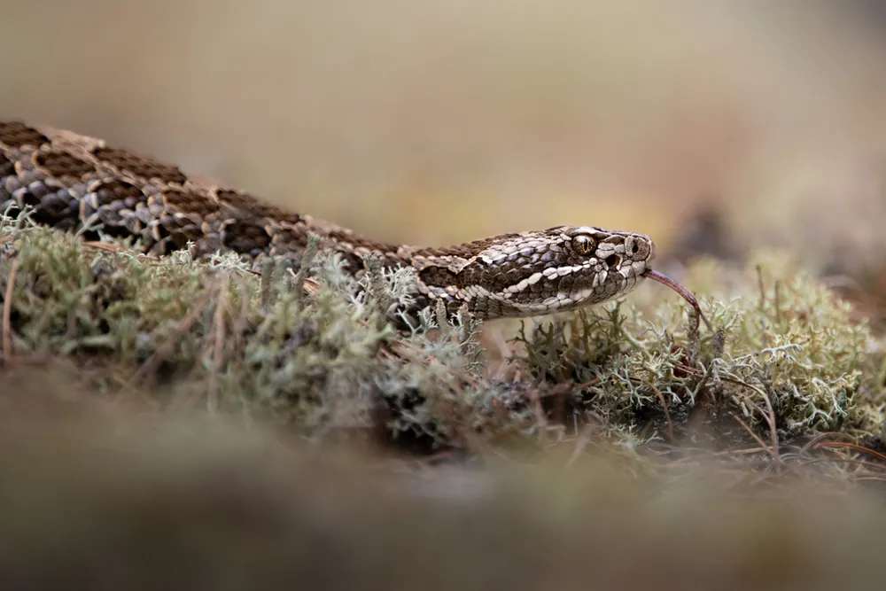عکس Eastern massasauga