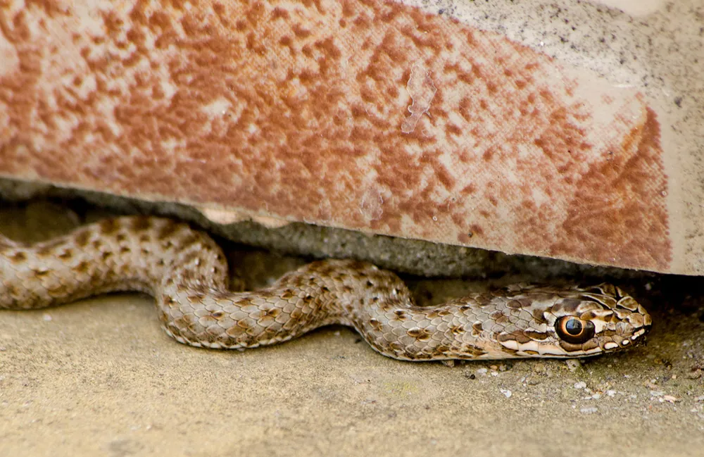 Foto de Eastern Montpellier snake
