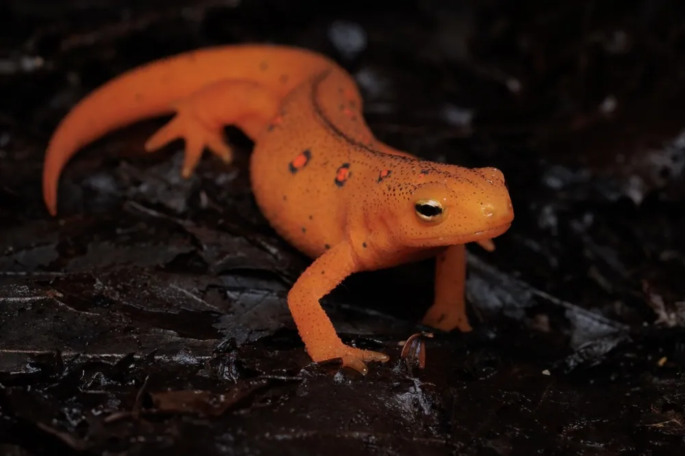 صورة Eastern newt