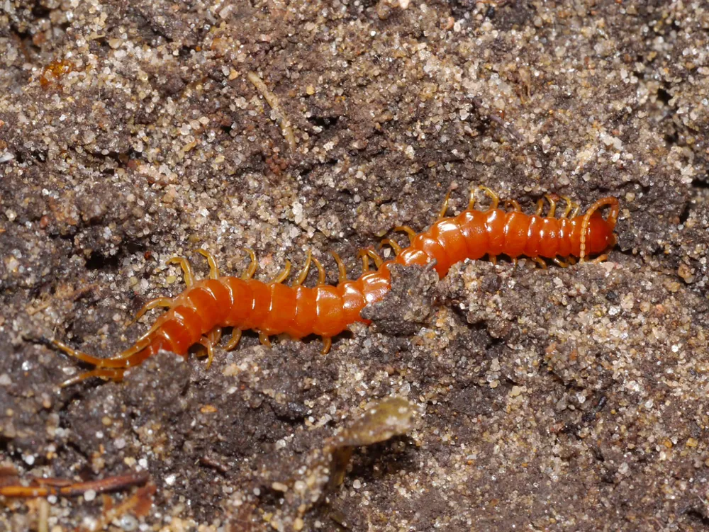 Eastern red centipede ఫోటో