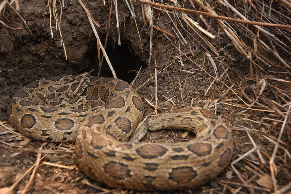 عکس Eastern Russell's viper