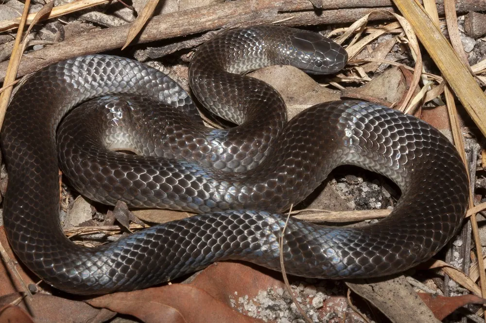 عکس Eastern small-eyed snake