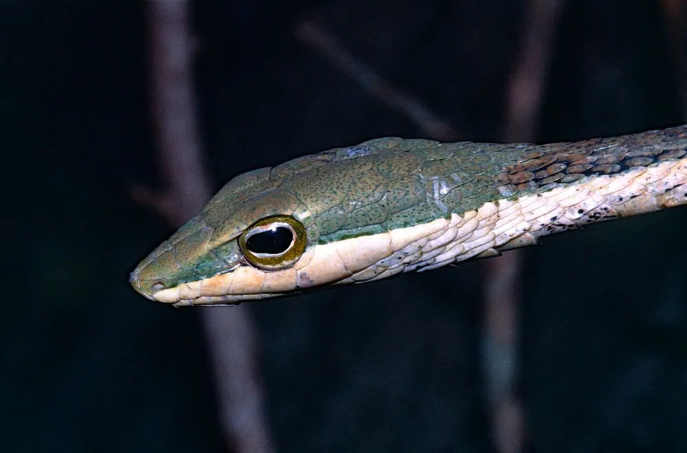 عکس Eastern twig snake