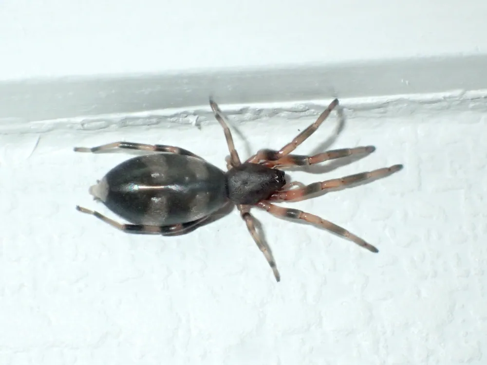 د Eastern white-tailed spider عکس
