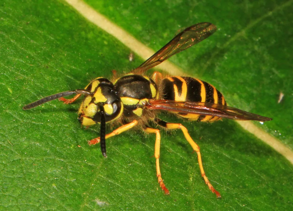 Eastern yellowjacket ఫోటో