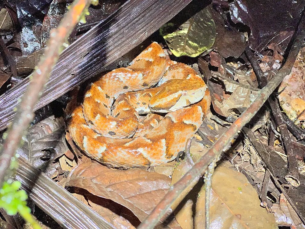 د Ecuadorian toadheaded pitviper عکس