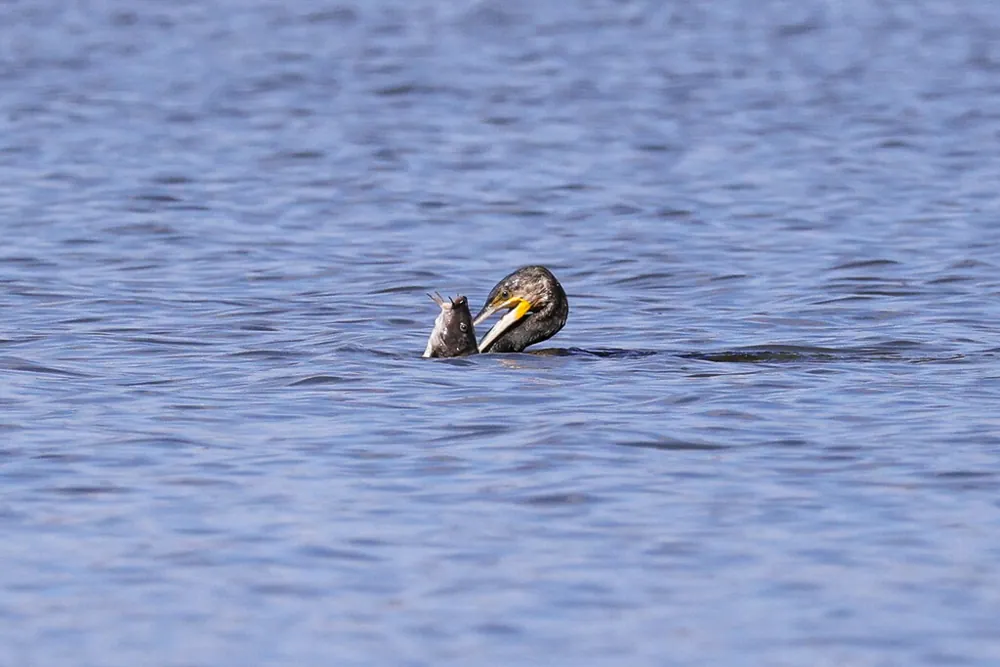 ภาพของEel-tailed catfish