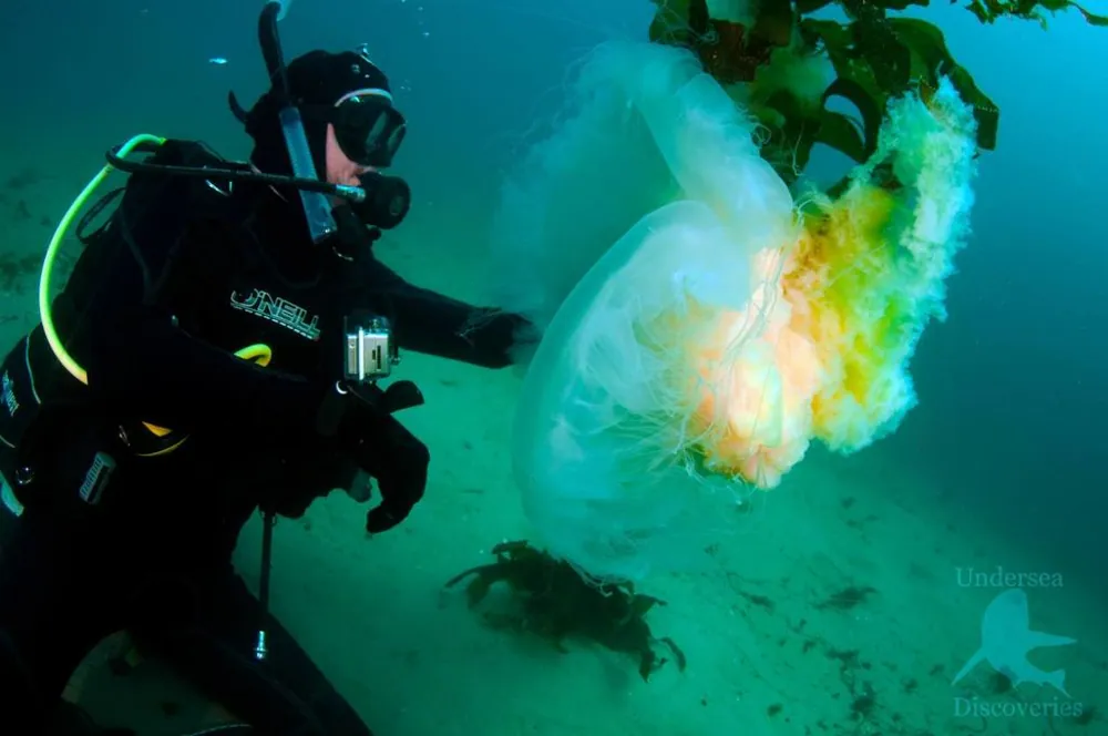 د Egg-yolk jellyfish عکس