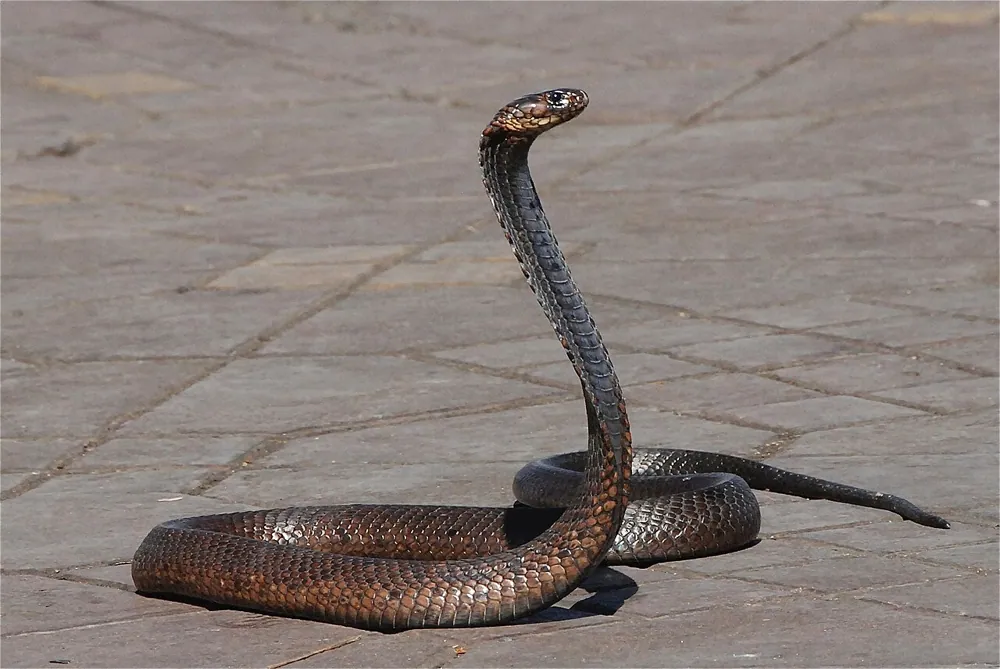 Photo of Egyptian cobra