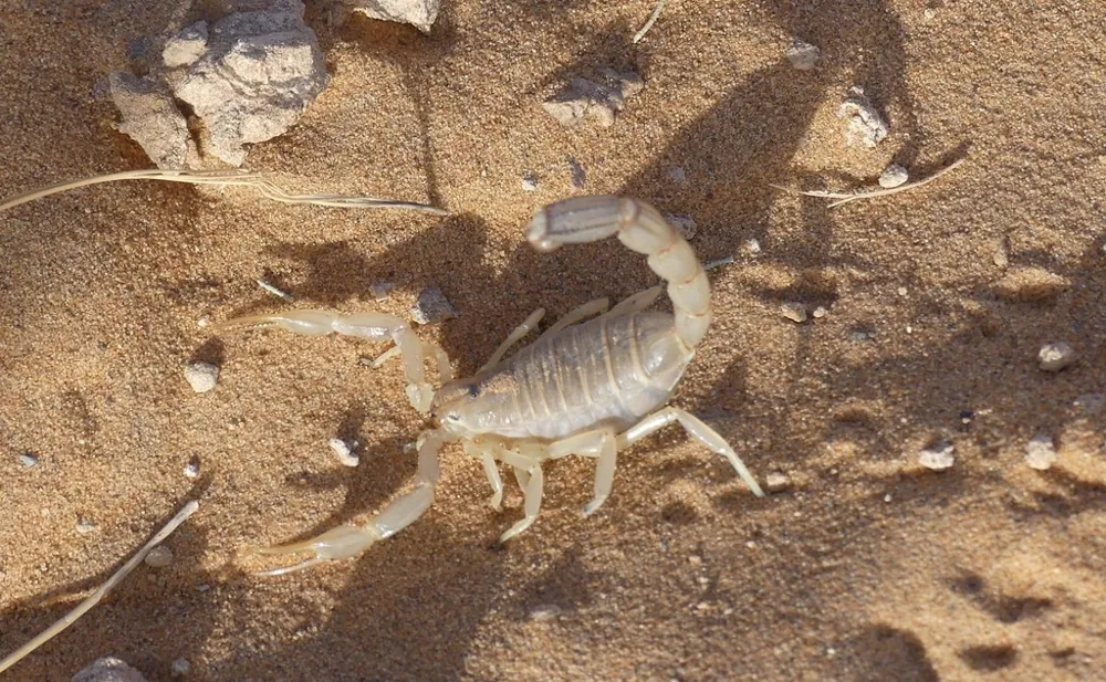 Снимка: Egyptian yellow fat-tailed scorpion