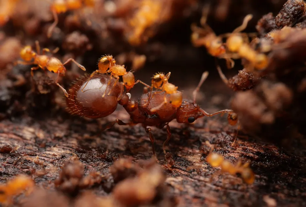 Electric ant ఫోటో