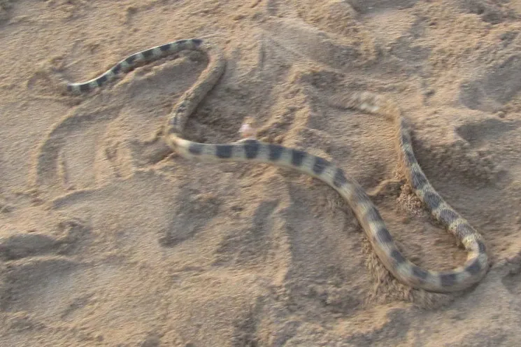 د Elegant sea snake عکس