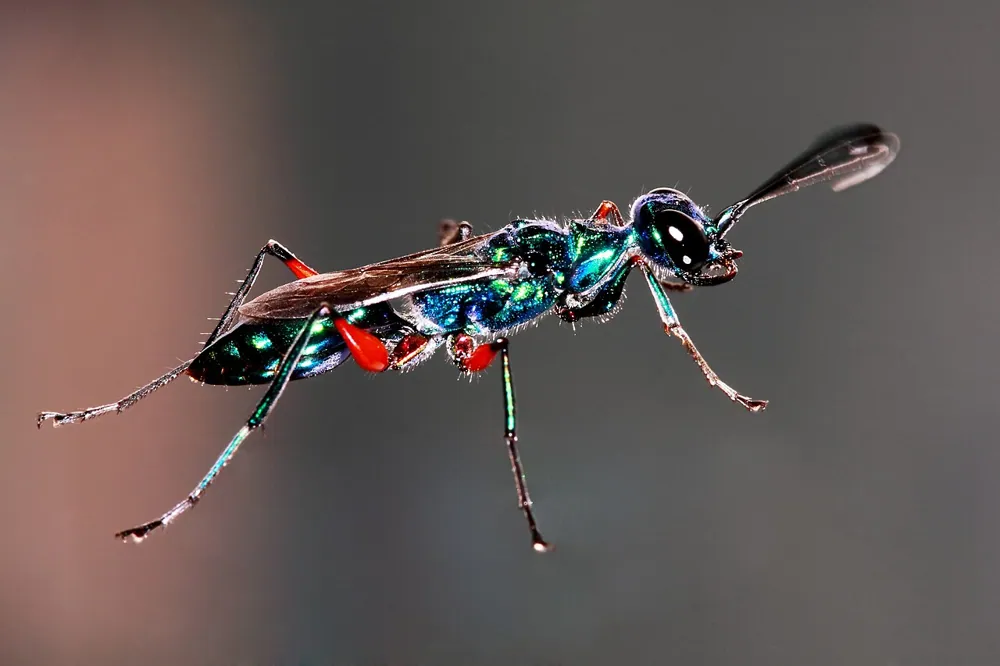 صورة Emerald cockroach wasp