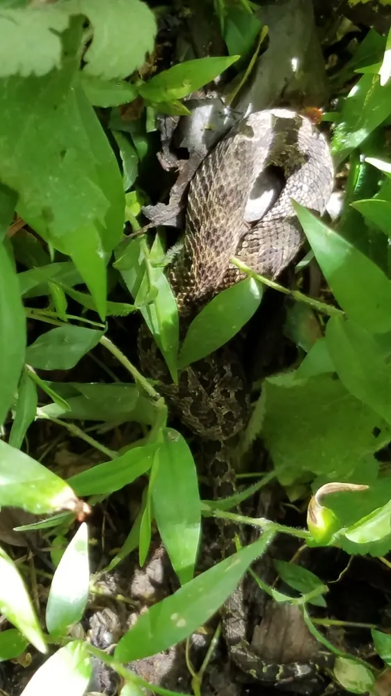 د Emerald horned pitviper عکس
