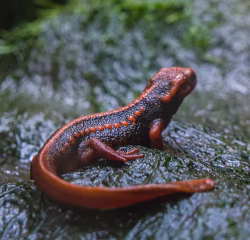 ภาพของEmperor newt