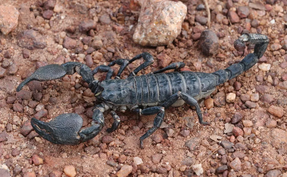 عکس Emperor scorpion