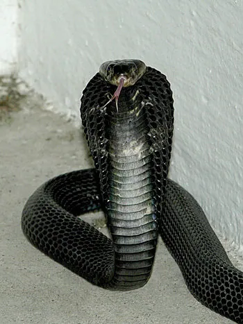 عکس Equatorial spitting cobra