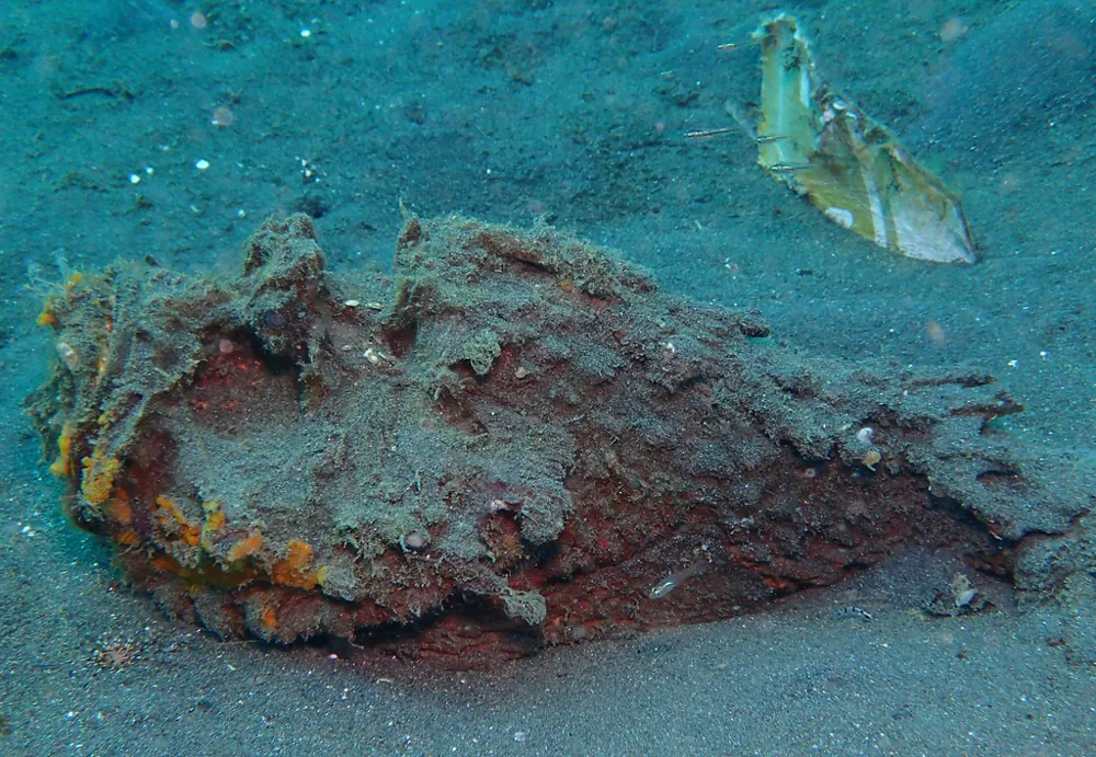 د Estuarine stonefish عکس