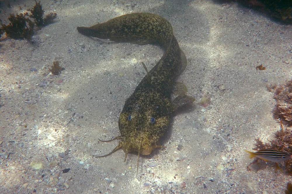 Foto de Estuary cobbler