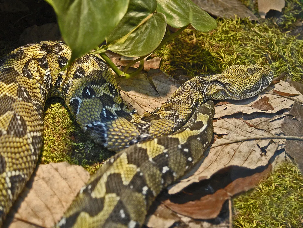 Foto de Ethiopian mountain adder