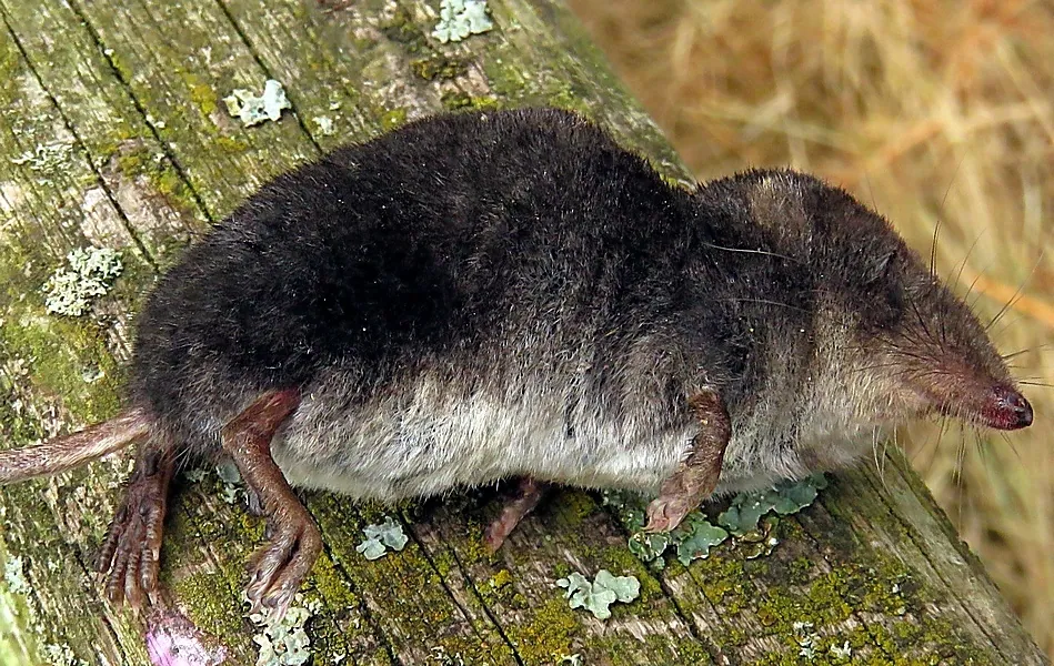 Foto de Eurasian water shrew
