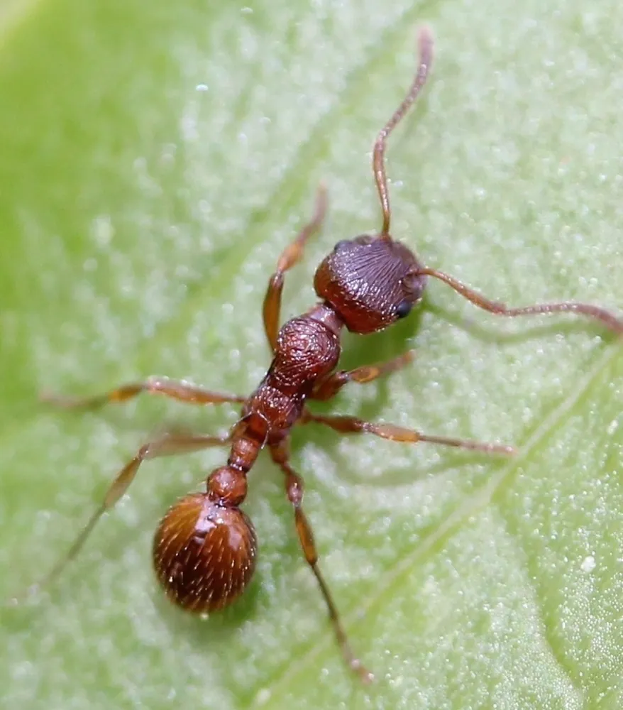 د European fire ant عکس
