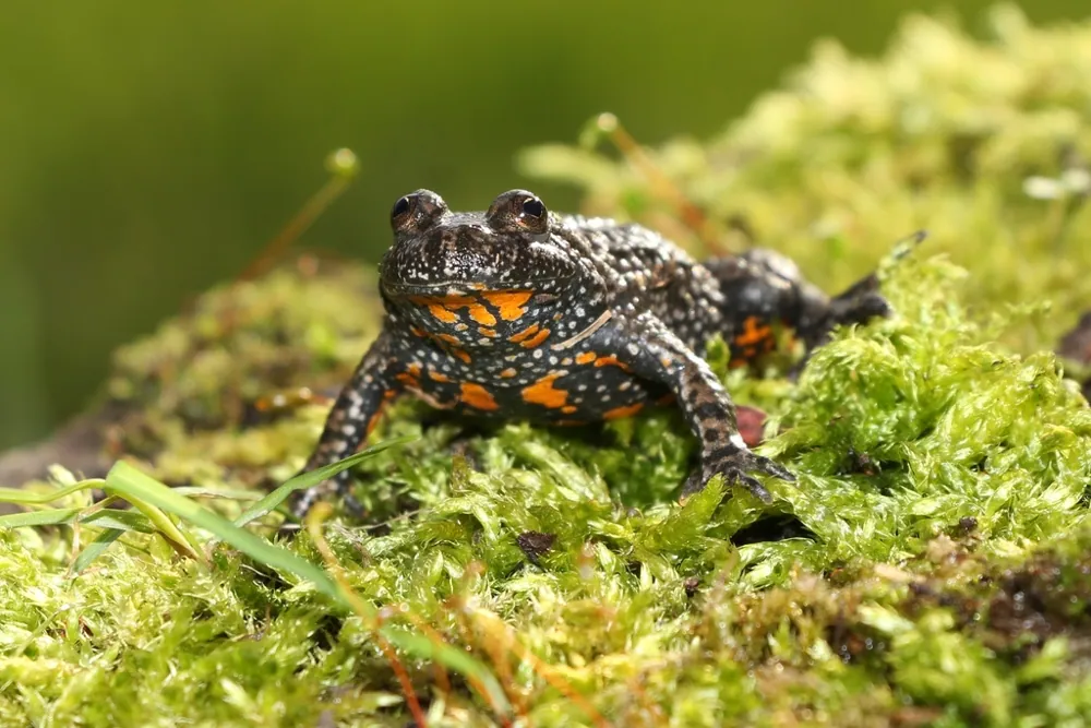 Foto de European fire-bellied toad