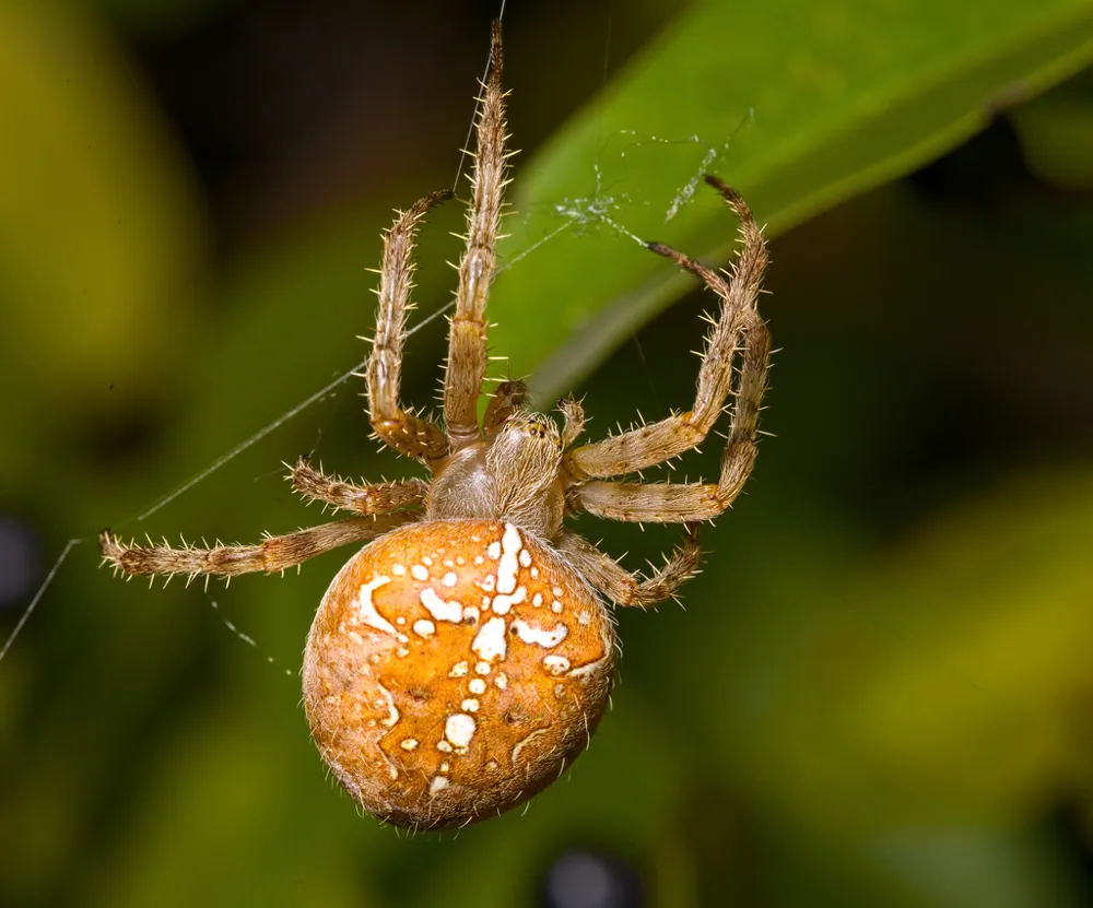 عکس European garden spider