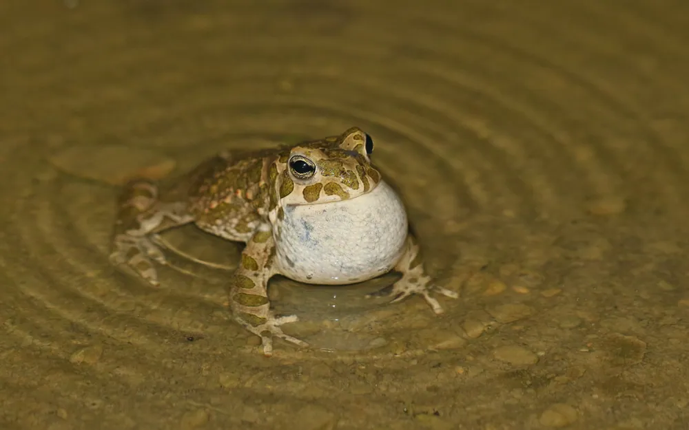 عکس European green toad