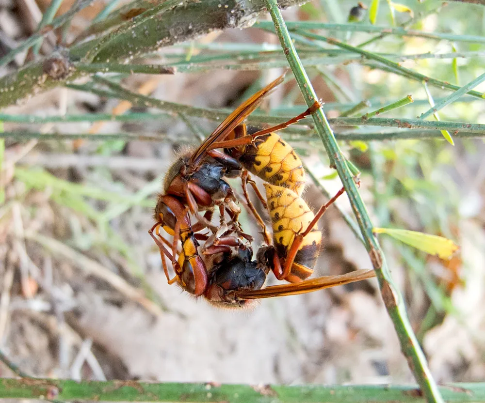 د European hornet عکس