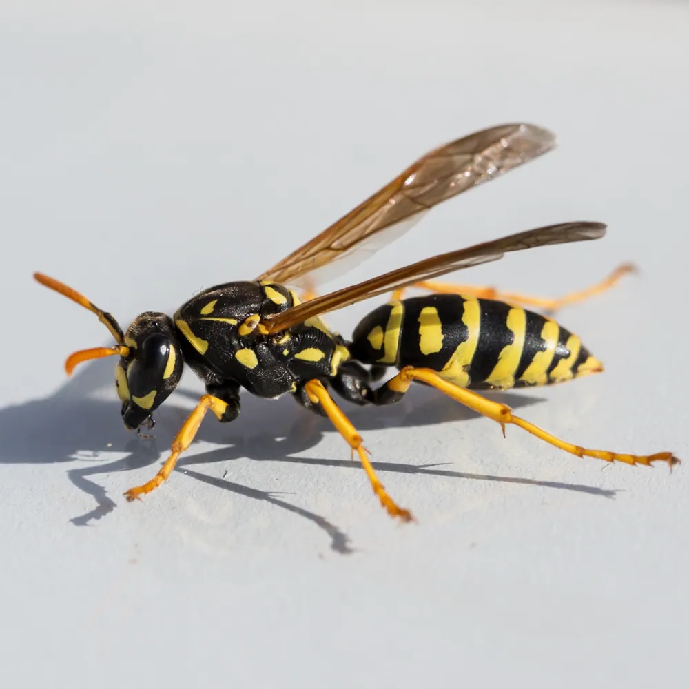 عکس European paper wasp