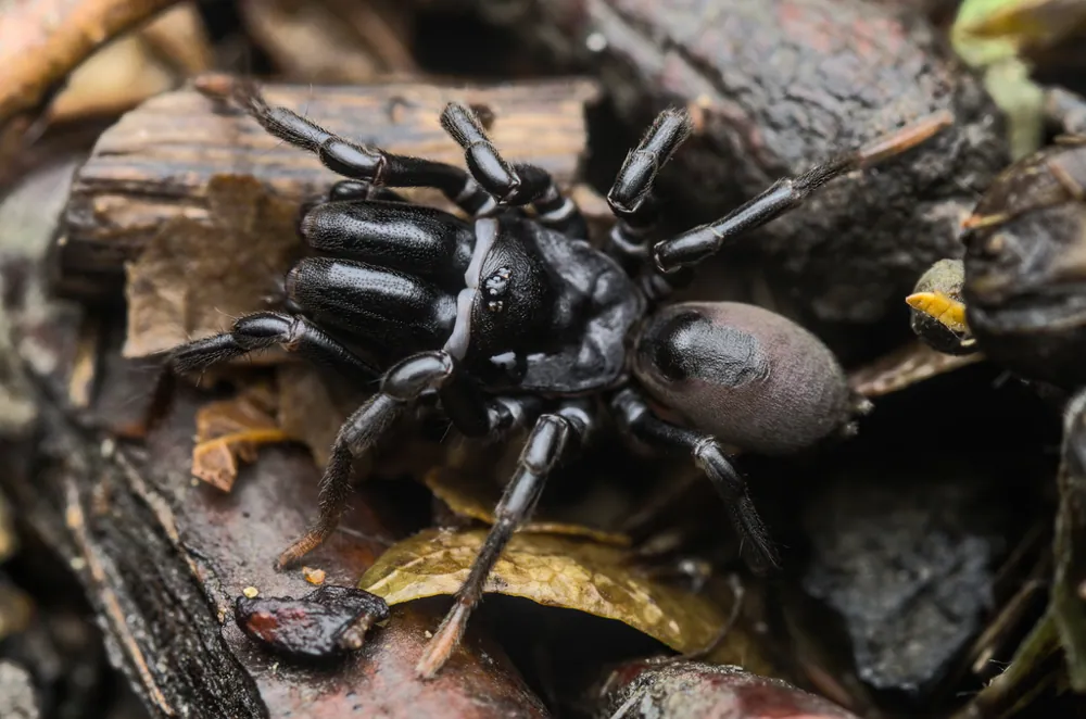 عکس European purseweb spider