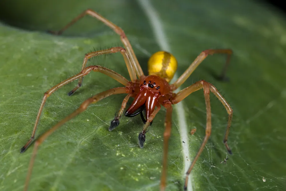 Foto van European yellow sac spider