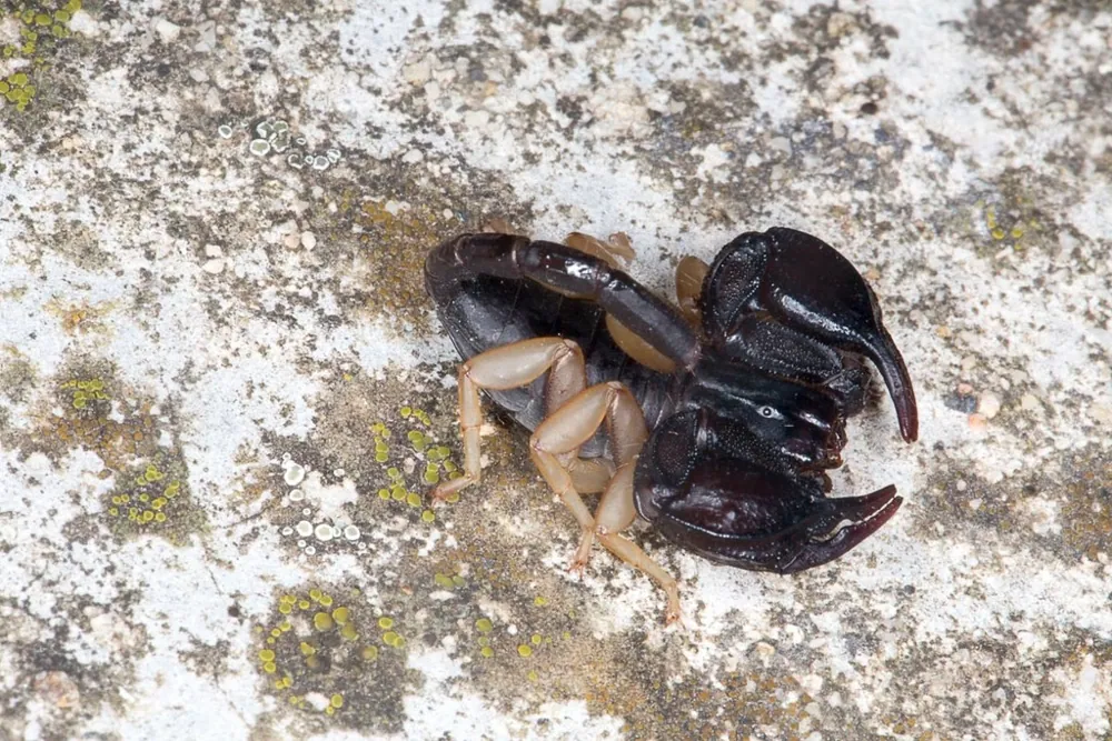 Фота: European yellow-tailed scorpion