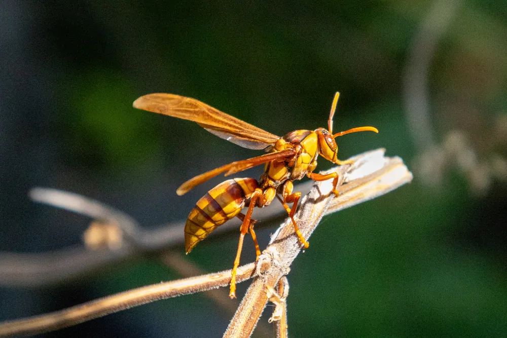 Ảnh Executioner wasp