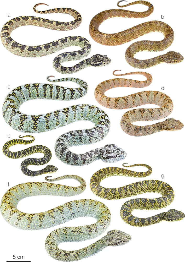 Fotka: Eyelash viper