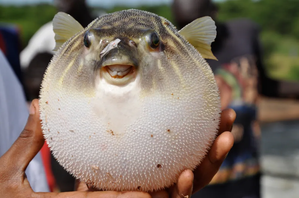 د Fahaka pufferfish عکس