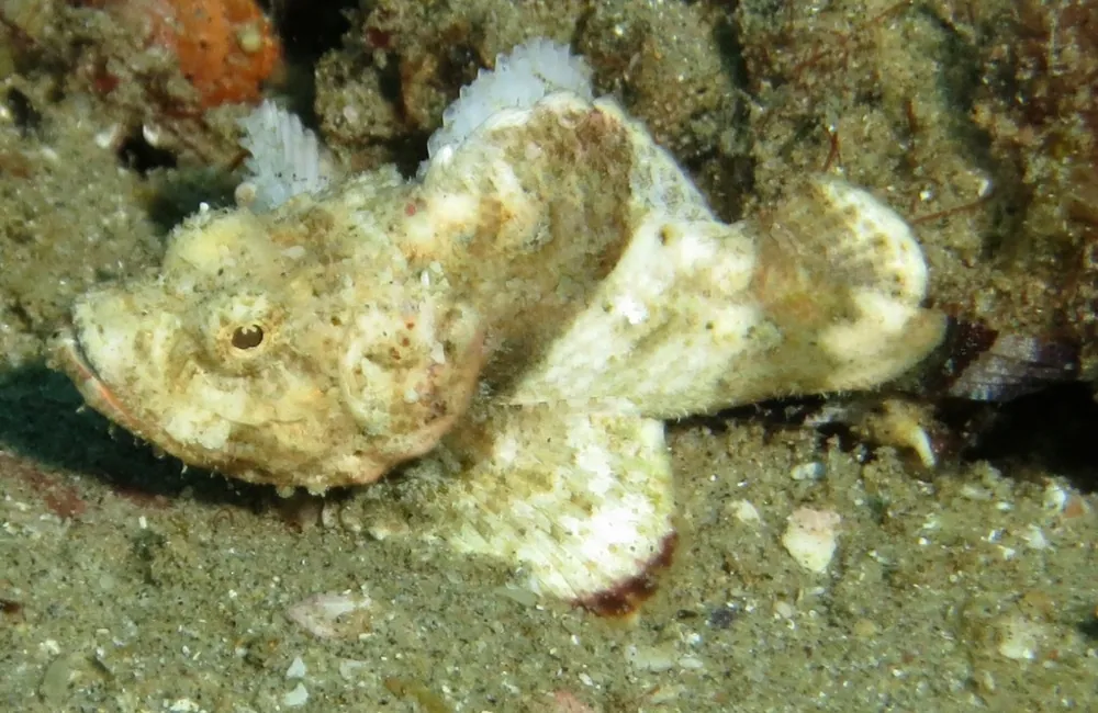 Foto de False stonefish