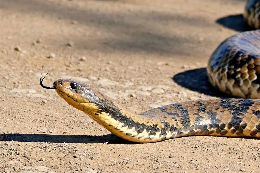 عکس False water cobra