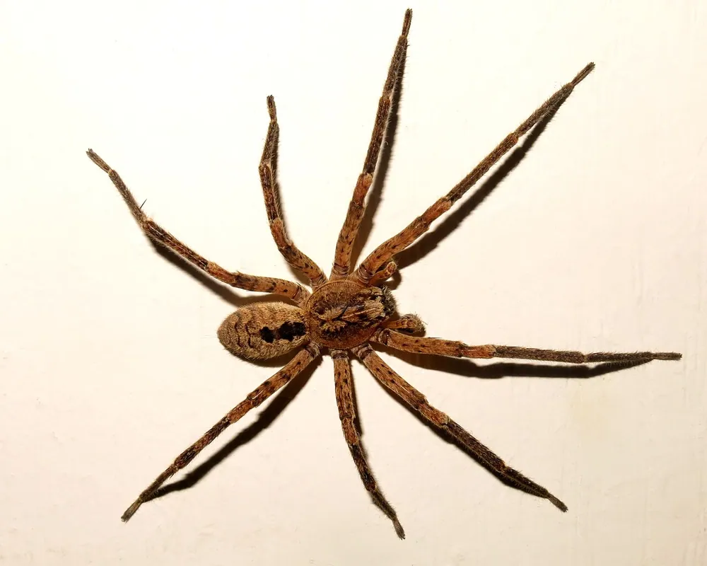False wolf spider ఫోటో